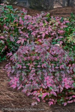 Harbor Belle Dwarf Nandina - 1 Gallon Pot