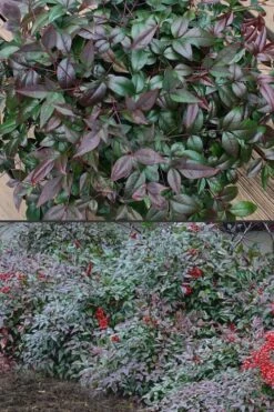 Harbor Belle Dwarf Nandina - 1 Gallon Pot -Botanhush Sales Nandina Harbor Belle 500x750 1