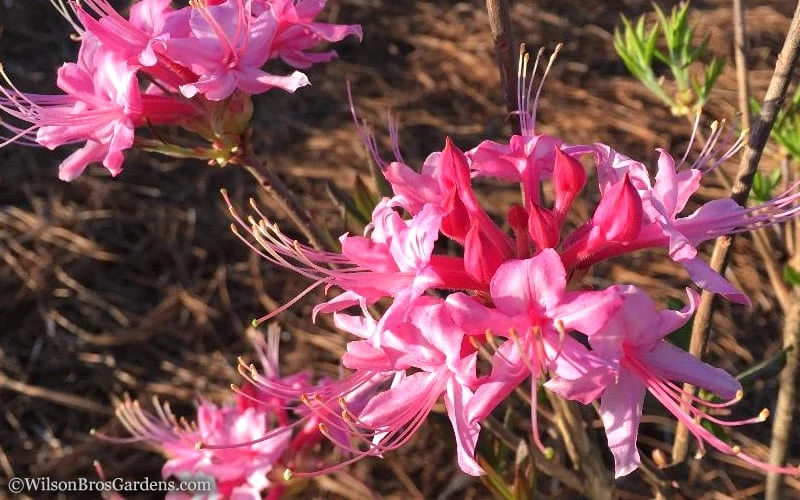 Candy Striper Native Azalea - Rhododendron Canescens - 3 Gallon Pot 4 Candy Striper Native Azalea - Rhododendron Canescens - 3 Gallon Pot - Image 4