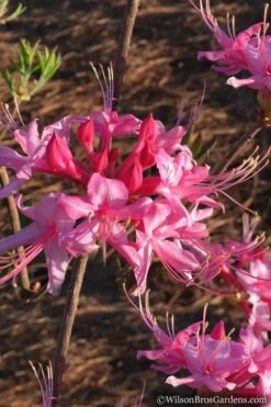 Candy Striper Native Azalea - Rhododendron Canescens - 3 Gallon Pot 9 Candy Striper Native Azalea - Rhododendron Canescens - 3 Gallon Pot -Botanhush Sales Native Azalea Candy Striper 2