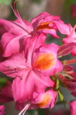 Country Cousin Pink Aromi Azalea (Rhododendron Hybrid) - 1 Gallon Pot -Botanhush Sales Native Azalea Country Cousin 3