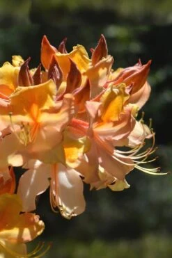 Dancing Rabbit Aromi Azalea (Rhododendron Hybrid) - 3 Gallon Pot -Botanhush Sales Native Azalea Dancing Rabbit 2