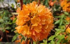 Dons Variegated Native Azalea - Rhododendron - 1 Gallon Pot 9 Dons Variegated Native Azalea - Rhododendron - 1 Gallon Pot -Botanhush Sales Native Azalea Dons Variegated 10