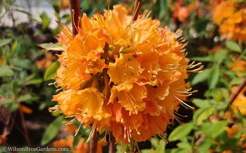 Dons Variegated Native Azalea - Rhododendron - 1 Gallon Pot 5 Dons Variegated Native Azalea - Rhododendron - 1 Gallon Pot - Image 5