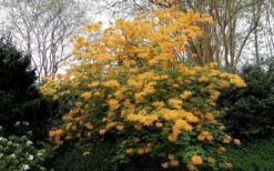 Escatawpa Florida Flame Native Azalea (Rhododendron Austrinum) - 3 Gallon Pot 9 Escatawpa Florida Flame Native Azalea (Rhododendron Austrinum) - 3 Gallon Pot -Botanhush Sales Native Azalea Escatawpa 4