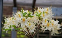 High Tide Aromi Azalea (Deciduous Rhododendron Hybrid) - 3 Gallon Pot 8 High Tide Aromi Azalea (Deciduous Rhododendron Hybrid) - 3 Gallon Pot -Botanhush Sales Native Azalea High Tide 2