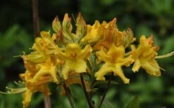 Jane's Gold Aromi Azalea (Rhododendron Hybrid) - 3 Gallon Pot -Botanhush Sales Native Azalea Janes Gold 1