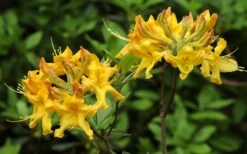 Jane's Gold Aromi Azalea (Rhododendron Hybrid) - 3 Gallon Pot -Botanhush Sales Native Azalea Janes Gold 3