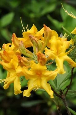 Jane's Gold Aromi Azalea (Rhododendron Hybrid) - 3 Gallon Pot -Botanhush Sales Native Azalea Janes Gold 4