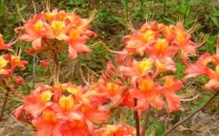 King's Trumpeter Aromi Azalea (Rhododendron Hybrid) - 3 Gallon Pot -Botanhush Sales Native Azalea Kings Trumpeter 3