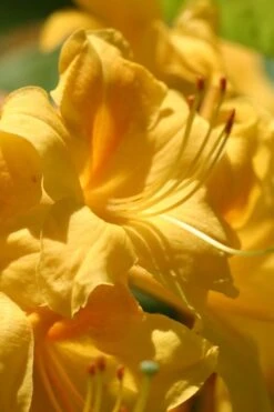 King's Wizard Aromi Azalea (Rhododendron Hybrid) - 3 Gallon Pot