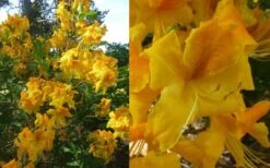 King's Wizard Aromi Azalea (Rhododendron Hybrid) - 1 Gallon Pot -Botanhush Sales Native Azalea Kings Wizard 4