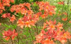 Mauvilla Gold Aromi Azalea (Rhododendron Hybrid) - 3 Gallon Pot -Botanhush Sales Native Azalea Mauvila Gold 1