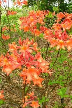 Mauvilla Gold Aromi Azalea (Rhododendron Hybrid) - 3 Gallon Pot -Botanhush Sales Native Azalea Mauvila Gold 2