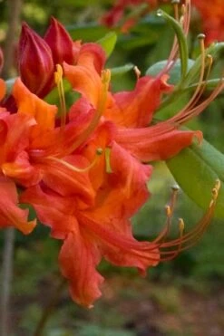 Oconee Native Azalea - Rhododendron Flammeum Speciosum - 1 Gallon Pot 9 Oconee Native Azalea - Rhododendron Flammeum Speciosum - 1 Gallon Pot -Botanhush Sales Native Azalea Oconee Flammeum 12