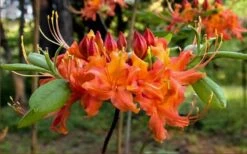 Oconee Native Azalea - Rhododendron Flammeum Speciosum - 1 Gallon Pot 11 Oconee Native Azalea - Rhododendron Flammeum Speciosum - 1 Gallon Pot -Botanhush Sales Native Azalea Oconee Flammeum 20