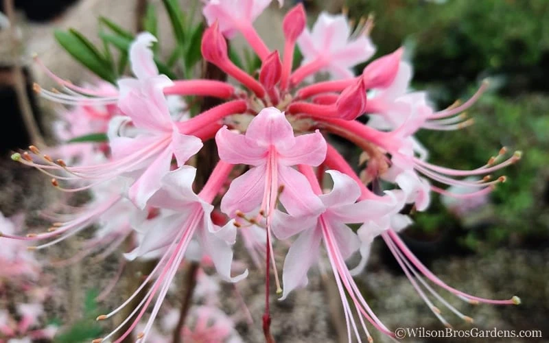 Varnadoes Phlox Pink Native Azalea - Rhododendron Canescens - 1 Gallon Pot 11 Varnadoes Phlox Pink Native Azalea - Rhododendron Canescens - 1 Gallon Pot - Image 11