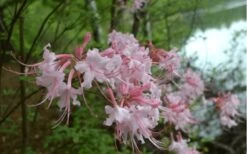 Pink Alabama Native Azalea - Rhododendron - 3 Gallon Pot -Botanhush Sales Native Azalea Pink Alabamense 3