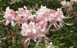 Pink Alabama Native Azalea - Rhododendron - 3 Gallon Pot -Botanhush Sales Native Azalea Pink Alabamense 7