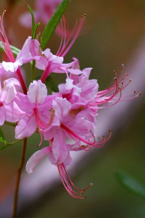 Pinxterbloom Azalea (Rhododendron Periclymenoides) - 3 Gallon Pot 10 Pinxterbloom Azalea (Rhododendron Periclymenoides) - 3 Gallon Pot - Image 10
