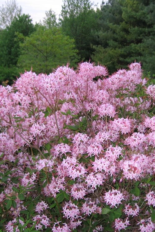 Pinxterbloom Azalea (Rhododendron Periclymenoides) - 3 Gallon Pot 6 Pinxterbloom Azalea (Rhododendron Periclymenoides) - 3 Gallon Pot - Image 6
