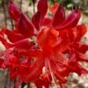 Radiant Red Aromi Azalea (Rhododendron Hybrid) - 1 Gallon Pot