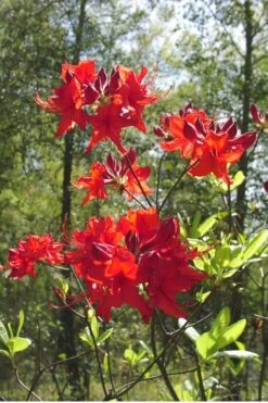 Radiant Red Aromi Azalea (Rhododendron Hybrid) - 2 Gallon Pot 7 Radiant Red Aromi Azalea (Rhododendron Hybrid) - 2 Gallon Pot -Botanhush Sales Native Azalea Radiant Red 6