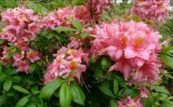 Samford Sorbet Native Azalea (Rhododendron) - 3 Gallon Pot 8 Samford Sorbet Native Azalea (Rhododendron) - 3 Gallon Pot -Botanhush Sales Native Azalea Samford Sorbet 1
