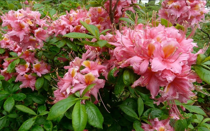 Samford Sorbet Native Azalea (Rhododendron) - 3 Gallon Pot 4 Samford Sorbet Native Azalea (Rhododendron) - 3 Gallon Pot - Image 4