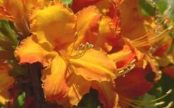 Solar Glow Sunbow Azalea - 3 Gallon Pot 7 Solar Glow Sunbow Azalea - 3 Gallon Pot -Botanhush Sales Native Azalea Solar Glow 2 1