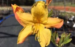 Spring Fanfare Aromi Azalea (Rhododendron Hybrid) - 3 Gallon Pot 7 Spring Fanfare Aromi Azalea (Rhododendron Hybrid) - 3 Gallon Pot -Botanhush Sales Native Azalea Spring Fanfare 3