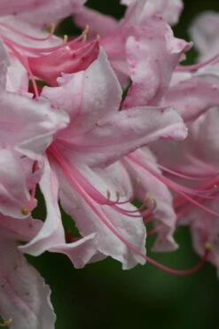 Spring Sensation Aromi Azalea (Rhododendron Hybrid) - 1 Gallon Pot 7 Spring Sensation Aromi Azalea (Rhododendron Hybrid) - 1 Gallon Pot -Botanhush Sales Native Azalea Spring Sensation 2