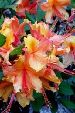 Tallulah Sunrise Native Azalea (Rhododendron) - 1 Gallon Pot 15 Tallulah Sunrise Native Azalea (Rhododendron) - 1 Gallon Pot -Botanhush Sales Native Azalea Tallulah Sunrise 21