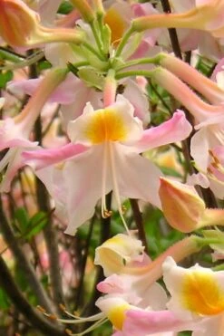 Touch Of Pink Aromi Azalea (Rhododendron Hybrid) - 3 Gallon Pot -Botanhush Sales Native Azalea Touch Of Pink 2