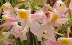 Touch Of Pink Aromi Azalea (Rhododendron Hybrid) - 3 Gallon Pot -Botanhush Sales Native Azalea Touch Of Pink 5