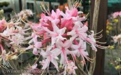 Varnadoes Phlox Pink Native Azalea - Rhododendron Canescens - 3 Gallon Pot -Botanhush Sales Native Azalea Varnadoes Pink Phlox 50