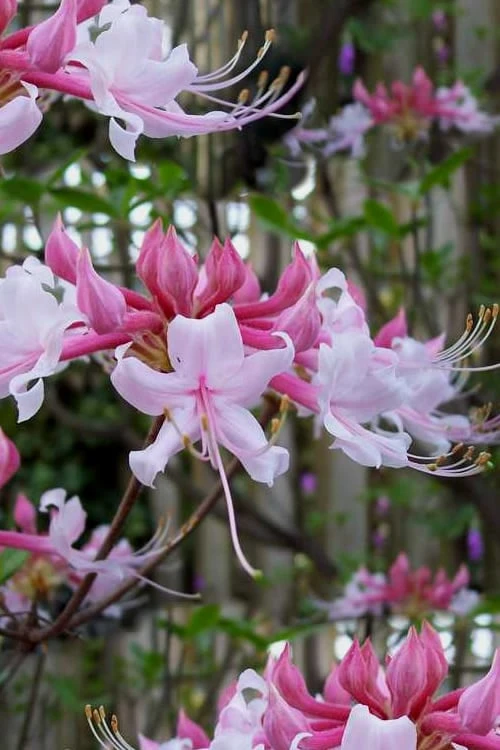 Varnadoes Phlox Pink Native Azalea - Rhododendron Canescens - 1 Gallon Pot 1 Varnadoes Phlox Pink Native Azalea - Rhododendron Canescens - 1 Gallon Pot
