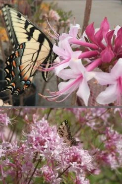Varnadoes Phlox Pink Native Azalea - Rhododendron Canescens - 1 Gallon Pot 14 Varnadoes Phlox Pink Native Azalea - Rhododendron Canescens - 1 Gallon Pot -Botanhush Sales Native Azalea Varnadoes Pink Phlox 55 1