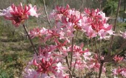 Varnadoes Phlox Pink Native Azalea - Rhododendron Canescens - 3 Gallon Pot -Botanhush Sales Native Azalea Varnadoes pink Blooms 3