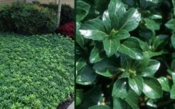 Green Sheen Pachysandra - Japanese Spurge - 18 Count Flats Of Pint Pots -Botanhush Sales Pachysandra Green Sheen Combo