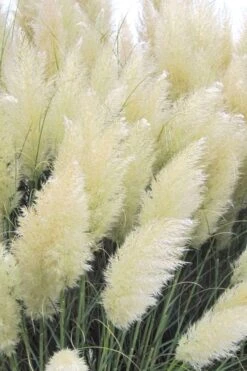 White Pampas Grass - 6 Pack Of 1 Gallon Pots