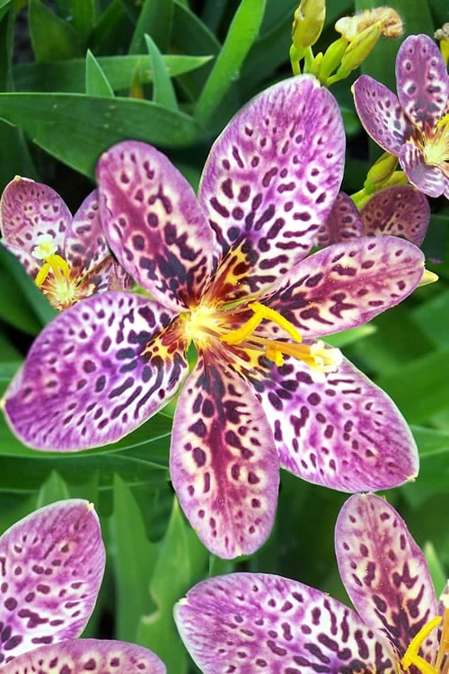 Lollipop Candy Lily - X Pardancanda - 1 Gallon Pot 10 Lollipop Candy Lily - X Pardancanda - 1 Gallon Pot - Image 10