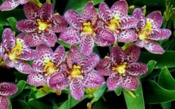 Lollipop Candy Lily - X Pardancanda - 1 Gallon Pot 14 Lollipop Candy Lily - X Pardancanda - 1 Gallon Pot -Botanhush Sales Pardancanda Cany Lily Lollipop 2