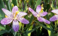 Lollipop Candy Lily - X Pardancanda - 1 Gallon Pot 16 Lollipop Candy Lily - X Pardancanda - 1 Gallon Pot -Botanhush Sales Pardancanda Cany Lily Lollipop 5