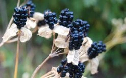 Lollipop Candy Lily - X Pardancanda - 1 Gallon Pot 17 Lollipop Candy Lily - X Pardancanda - 1 Gallon Pot -Botanhush Sales Pardancanda Cany Lily Lollipop 8