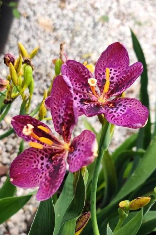 Lollipop Candy Lily - X Pardancanda - 1 Gallon Pot 1 Lollipop Candy Lily - X Pardancanda - 1 Gallon Pot