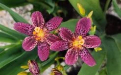 Lollipop Candy Lily - X Pardancanda - 1 Gallon Pot 13 Lollipop Candy Lily - X Pardancanda - 1 Gallon Pot -Botanhush Sales Pardancanda Lollipop 11