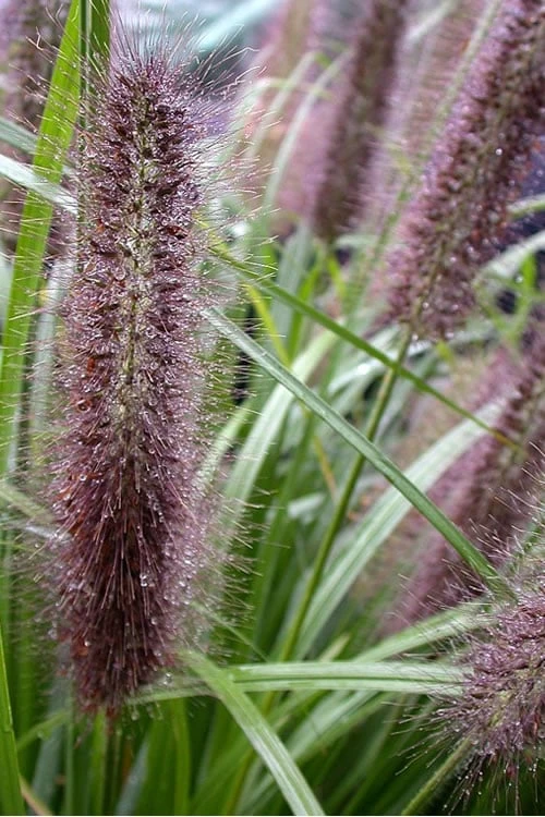 Black Fountain Grass - Pennisetum Alopecuroides 'Moudry' - 3 Gallon Pot 4 Black Fountain Grass - Pennisetum Alopecuroides 'Moudry' - 3 Gallon Pot - Image 4