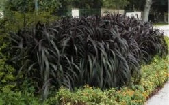 Princess Caroline Purple Fountain Grass (Pennisetum) - 1 Gallon Pot 8 Princess Caroline Purple Fountain Grass (Pennisetum) - 1 Gallon Pot -Botanhush Sales Pennisetum Princess Caroline 5