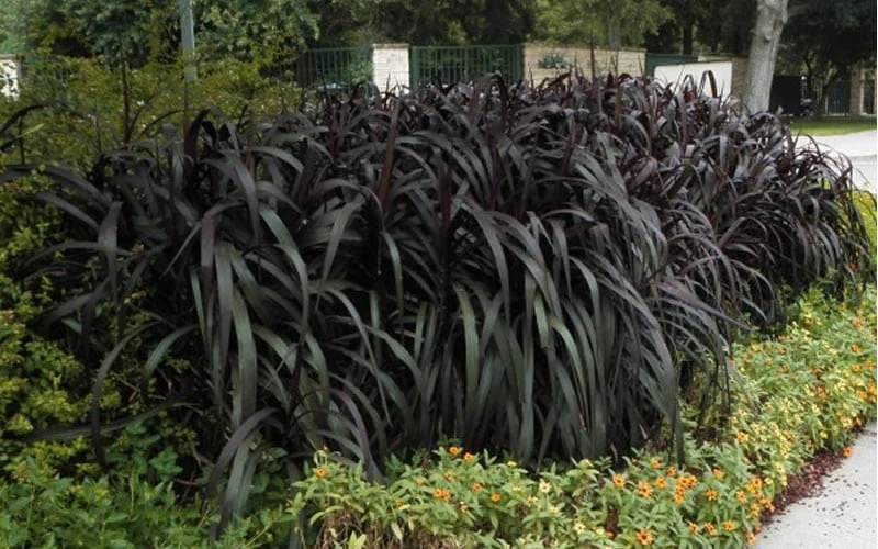 Princess Caroline Purple Fountain Grass (Pennisetum) - 1 Gallon Pot 4 Princess Caroline Purple Fountain Grass (Pennisetum) - 1 Gallon Pot - Image 4